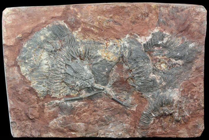 Moroccan Crinoid (Scyphocrinites) Plate #44665